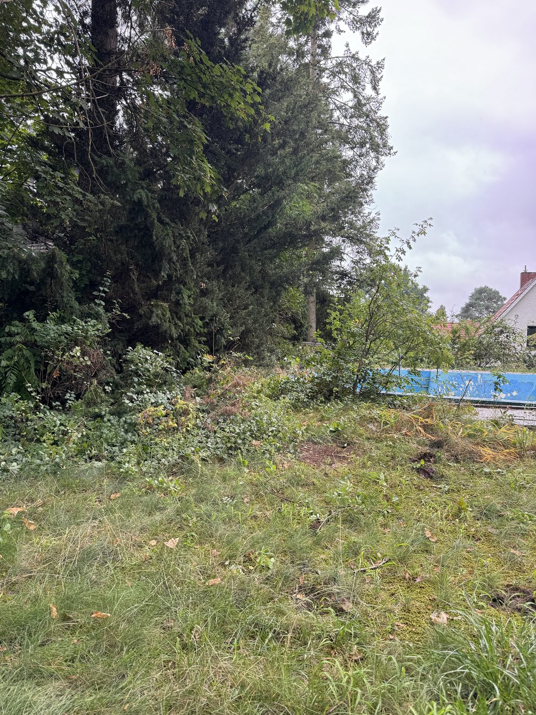 Garten vor der Pflege – überwucherte Fläche in Berlin